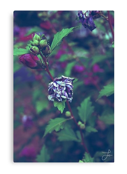 In My Father's Garden II Canvas Print