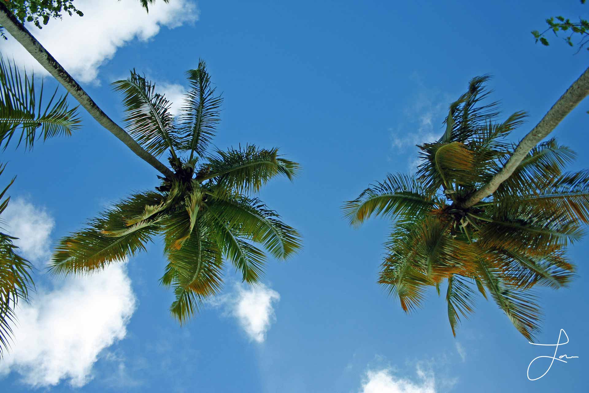Palms, Tobago by Lanaé